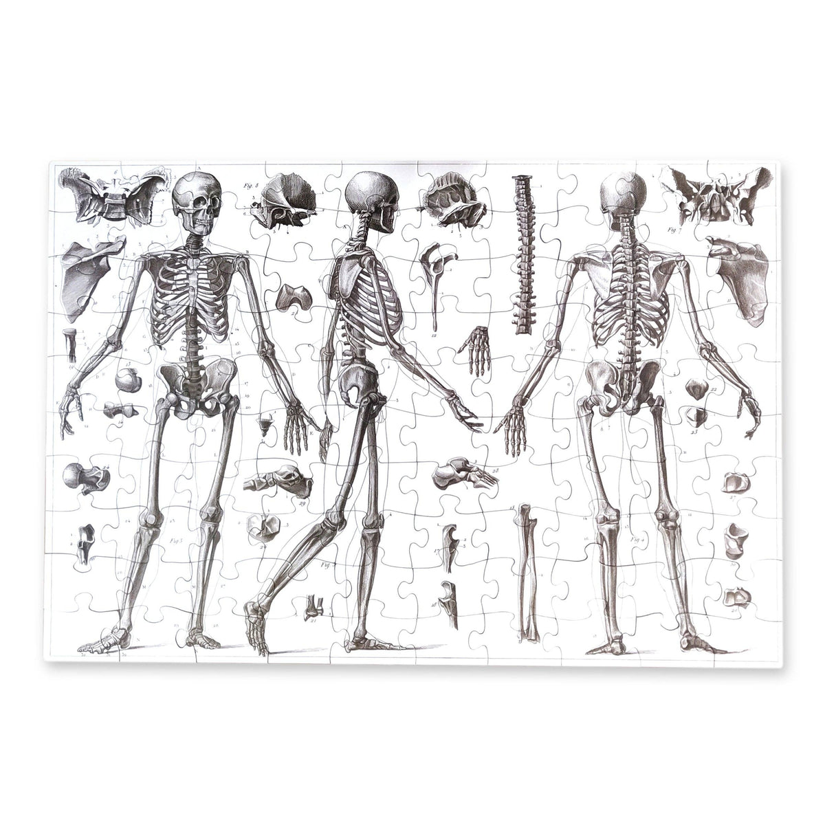 Vintage Skeletons – 100 Piece Puzzle